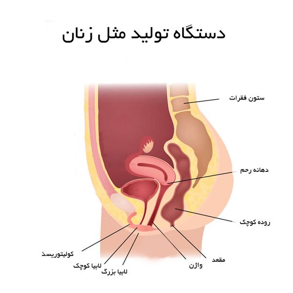  آناتومی واژن + واژن زن چند سوراخ دارد؟