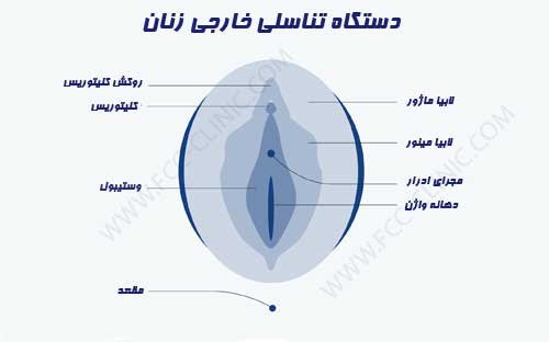  آناتومی واژن + واژن زن چند سوراخ دارد؟