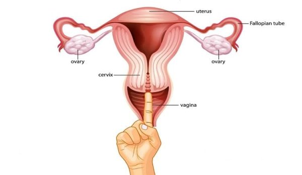  آناتومی واژن + واژن زن چند سوراخ دارد؟